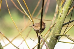 Troglodytes troglodytes