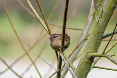 Troglodytes troglodytes