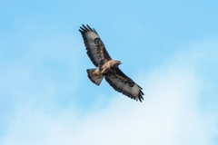 Buteo buteo