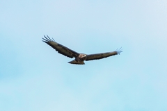 Buteo buteo