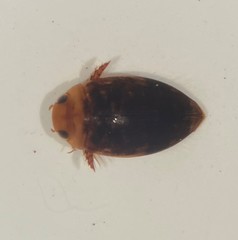 Laccophilus proximus