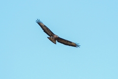 Buteo buteo