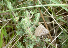 Scotopteryx coarctaria