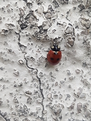 Coccinella septempunctata