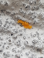 Coccinella septempunctata