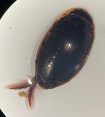 Thermonectus basillaris basillaris