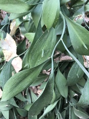 Ruscus