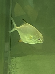 Trachinotus falcatus