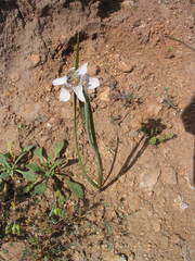Tigridia arequipensis