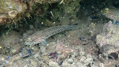 Gobius fallax