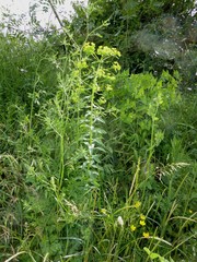 Euphorbia platyphyllos