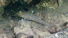 Gobius fallax