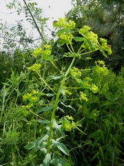 Euphorbia platyphyllos