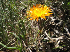 Lampranthus aurantiacus