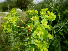 Euphorbia platyphyllos