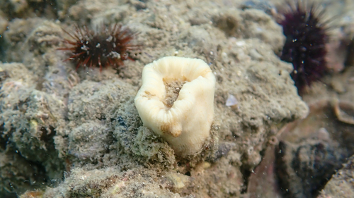 Pig-tooth Coral, Westgriechenland, Griechenland, photo 4 of 10