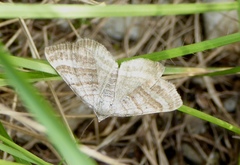Scotopteryx coarctaria