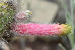 Cleistocactus smaragdiflorus