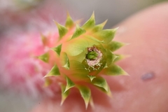 Cleistocactus smaragdiflorus