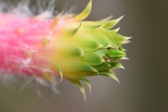 Cleistocactus smaragdiflorus