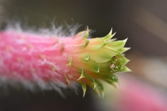 Cleistocactus smaragdiflorus