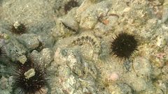 Parablennius tentacularis