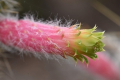 Cleistocactus smaragdiflorus