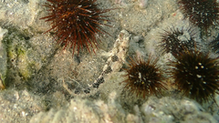 Parablennius tentacularis