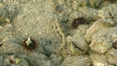 Parablennius tentacularis