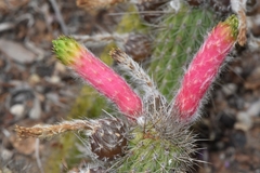 Cleistocactus smaragdiflorus