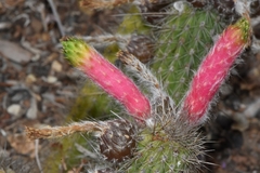 Cleistocactus smaragdiflorus