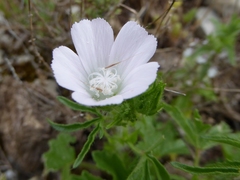 Malva setigera