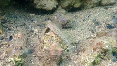 Gobius fallax