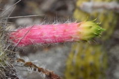 Cleistocactus smaragdiflorus