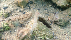 Gobius fallax