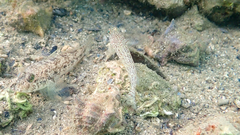 Gobius fallax