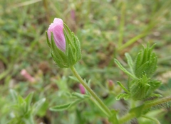 Malva setigera