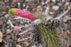 Cleistocactus smaragdiflorus