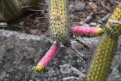 Cleistocactus smaragdiflorus