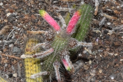 Cleistocactus smaragdiflorus