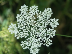Pimpinella peregrina