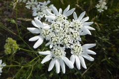 Orlaya grandiflora