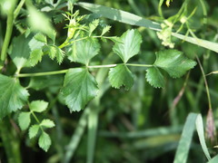 Pimpinella peregrina