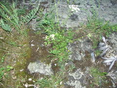 Pimpinella peregrina