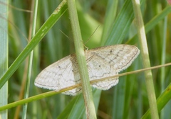 Idaea macilentaria