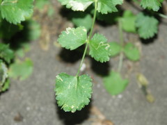 Pimpinella peregrina