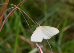 Idaea macilentaria