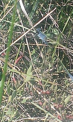 Lestes macrostigma
