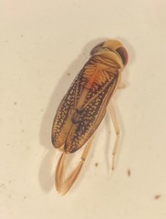 Trichocorixa macroceps