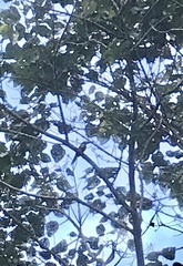 Pteroglossus torquatus